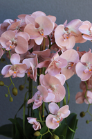 Mediolan Cappucino, sztuczny storczyk w wysokiej białej donicy, wys.115cm