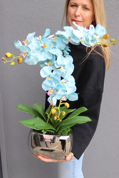 Blue Renolia, turkusowy storczyk w lustrzanej donicy, wys.60cm