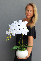 Berudia, biały storczyk w pękatym naczyniu, wys.61cm