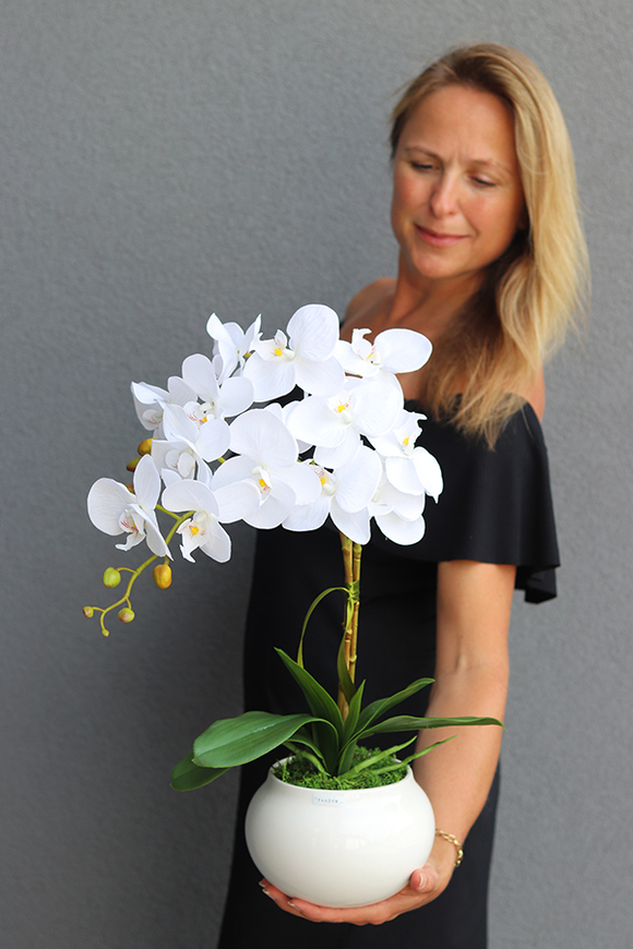 Berudia, biały storczyk w pękatym naczyniu, wys.61cm