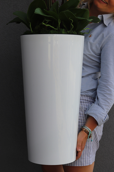 gumowy storczyk w białej donicy, Mediolan Lucilla Granada, wys.124cm