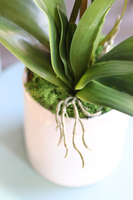 Reja, sztuczny storczyk w klasycznej białej donicy, wys.62cm