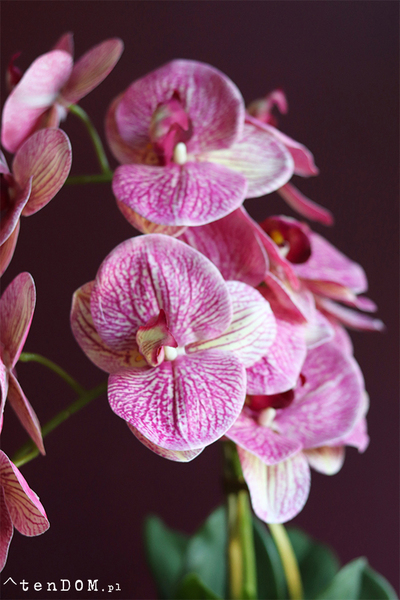 Carmona, gumowy storczyk tygrysi w donicy, wys.56cm 