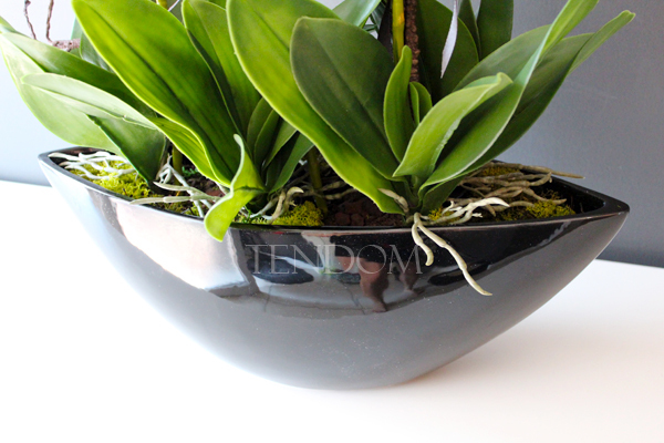 storczyk Laos Big w czarnej donicy, wys.67cm