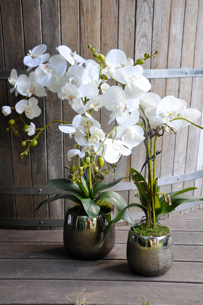 storczyk Enzo w miedzianej donicy, wys.65cm