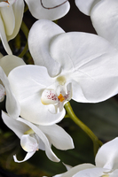 storczyk w czarnej okrągłej donicy Black 3, wys.60cm