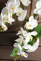 storczyk w przepięknej donicy Tilda White, większa donica, wys.65cm 