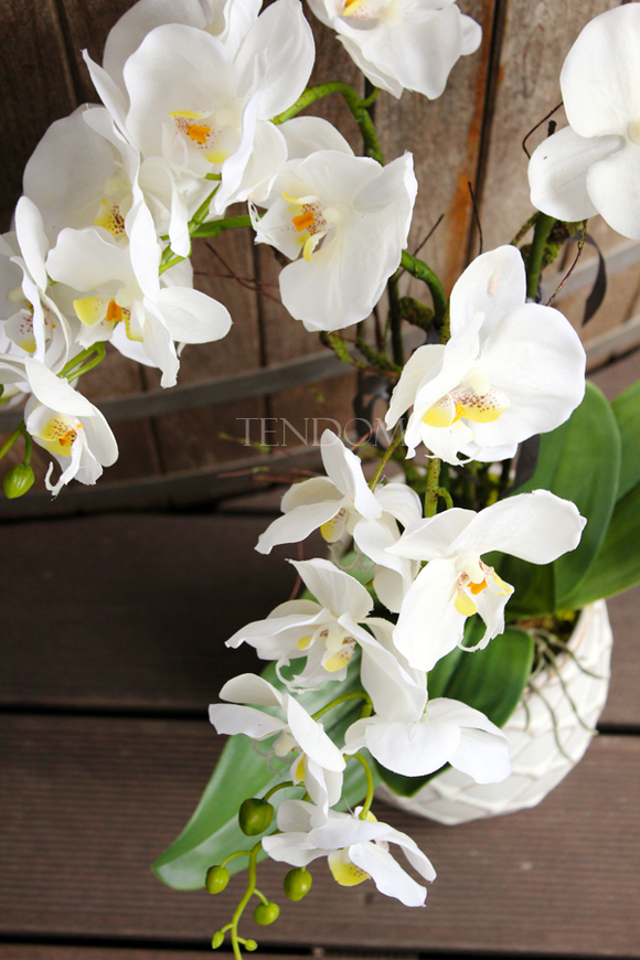 storczyk w przepięknej donicy Tilda White, większa donica, wys.65cm 