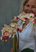 Argentyna storczyk w białej osłonce wys.50cm