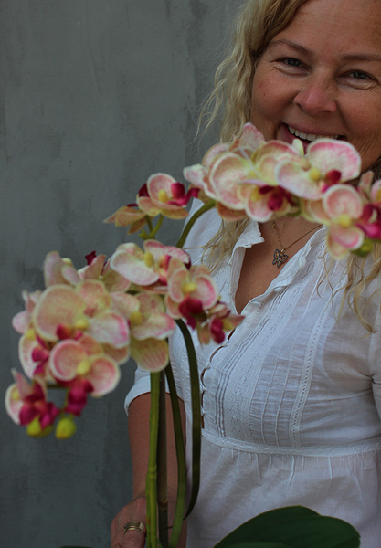 Argentyna storczyk w białej osłonce wys.50cm