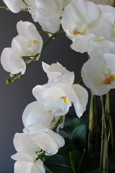 Srebrny Apartament bardzo duży storczyk w eleganckim metalowym naczyniu, wys.85cm