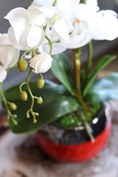 Kubano, stylowy storczyk w czerwonej donicy, wys.54cm