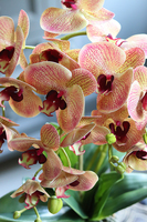 Luizjana, pięknie wybarwiony storczyk w donicy na nóżkach, wys.56cm