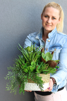 Telimena, efektowna kompozycja Sukulenty w koszu, wys.26cm