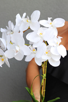 Berudia, biały storczyk w pękatym naczyniu, wys.61cm