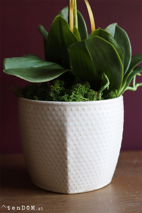 Carmona, gumowy storczyk tygrysi w donicy, wys.56cm 