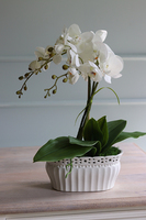 Temilana Bianca, biały storczyk w ceramicznej donicy, wys.49cm