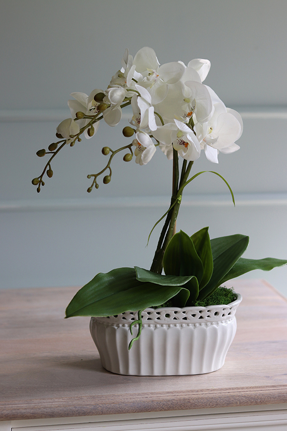 Temilana Bianca, biały storczyk w ceramicznej donicy, wys.49cm