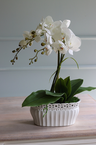 Temilana Bianca, biały storczyk w ceramicznej donicy, wys.49cm