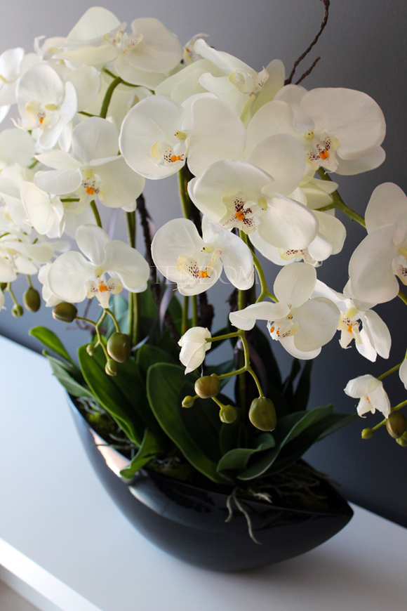 storczyk Laos Big w czarnej donicy, wys.67cm