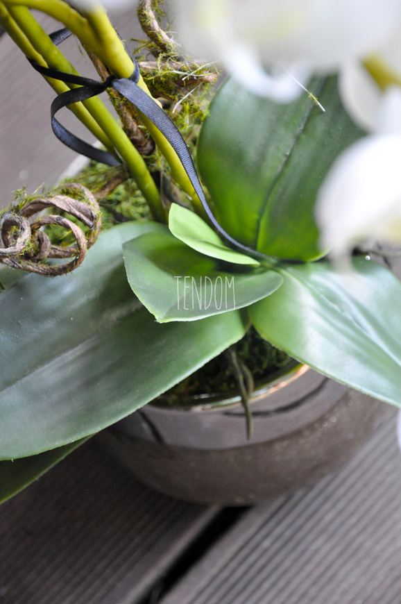 storczyk Enzo w miedzianej donicy, wys.65cm