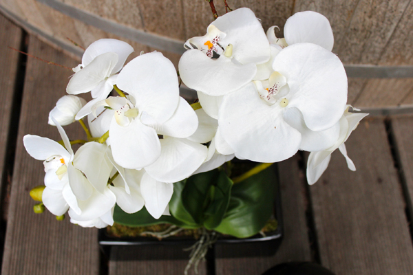 storczyk w czarnej okrągłej donicy Black 3, wys.60cm