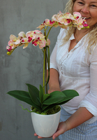 Argentyna storczyk w białej osłonce wys.50cm