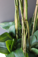 Srebrny Apartament bardzo duży storczyk w eleganckim metalowym naczyniu, wys.85cm