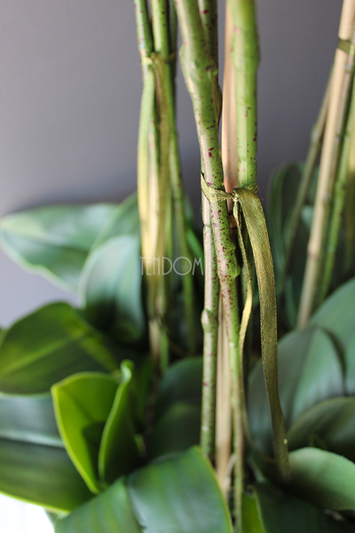 Srebrny Apartament bardzo duży storczyk w eleganckim metalowym naczyniu, wys.85cm