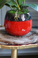Kubano, stylowy storczyk w czerwonej donicy, wys.54cm