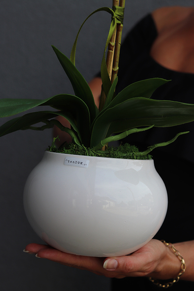 Berudia, biały storczyk w pękatym naczyniu, wys.61cm