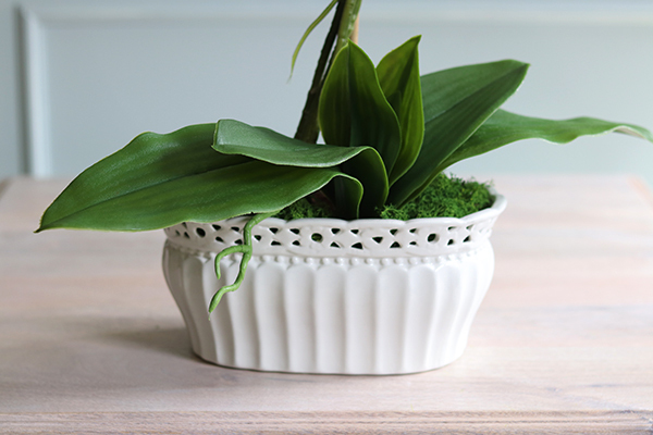 Temilana Bianca, biały storczyk w ceramicznej donicy, wys.49cm