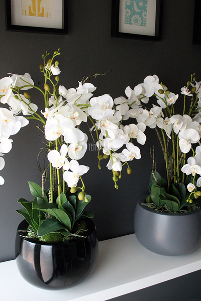 efektowny storczyk Fiberglass Grande Grey Matt w szarej matowej donicy, wys.85cm