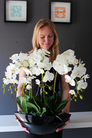 storczyk Laos Big w czarnej donicy, wys.67cm