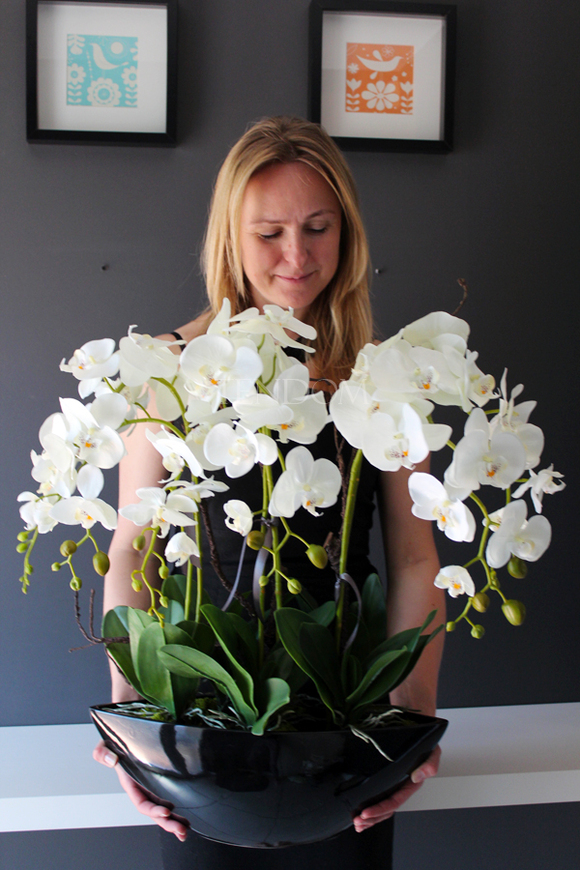 storczyk Laos Big w czarnej donicy, wys.67cm