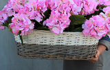 bogaty kosz z różowymi hortensjami Provance 67x50x40cm