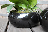 storczyk w czarnej okrągłej donicy Black 3, wys.60cm