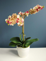 Argentyna storczyk w białej osłonce wys.50cm