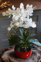 Kubano, stylowy storczyk w czerwonej donicy, wys.54cm