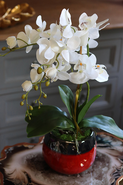 Kubano, stylowy storczyk w czerwonej donicy, wys.54cm