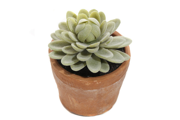 sukulent Nevada, wysokiej jakości sztuczna roślina, wys.11cm