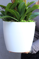 duży storczyk Mediolan Round 3 w białej donicy, wys.90cm