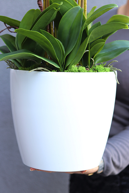 duży storczyk Mediolan Round 3 w białej donicy, wys.90cm