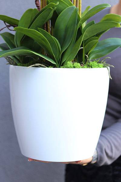 duży storczyk Mediolan Round 3 w białej donicy, wys.90cm