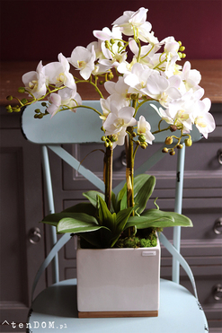 Ivette, gumowy storczyk w donicy z drewnianą podstawą, wys.68cm 