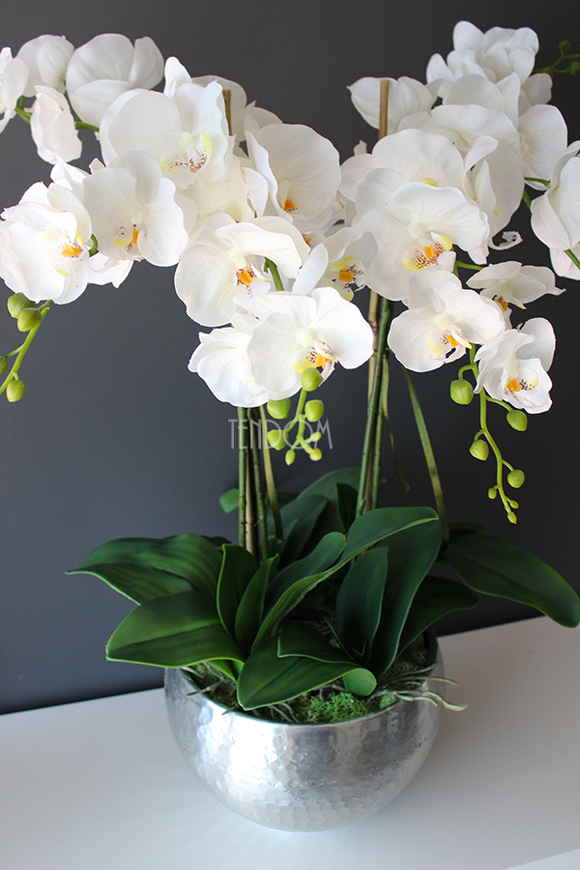 Srebrny Apartament średni storczyk w eleganckim metalowym naczyniu wys.70cm