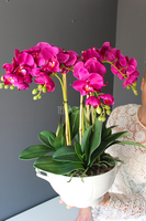 storczyk Waza Fuksja w ciekawej donicy - wazie porcelanowej, wys.49cm