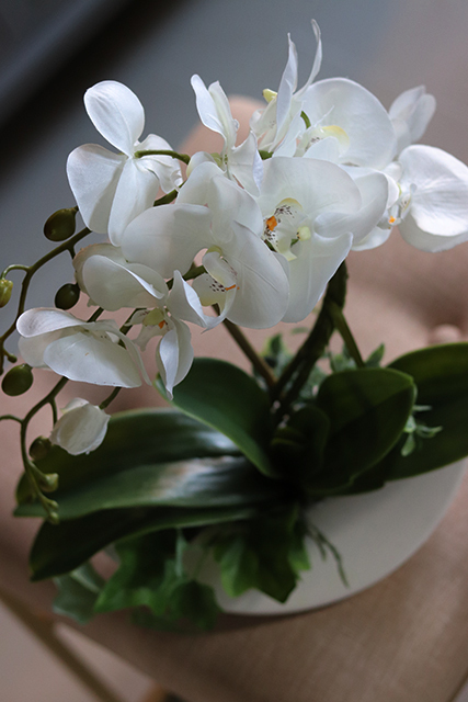 storczyk Calena Plus w donicy w kształcie księżyca, wys.40cm