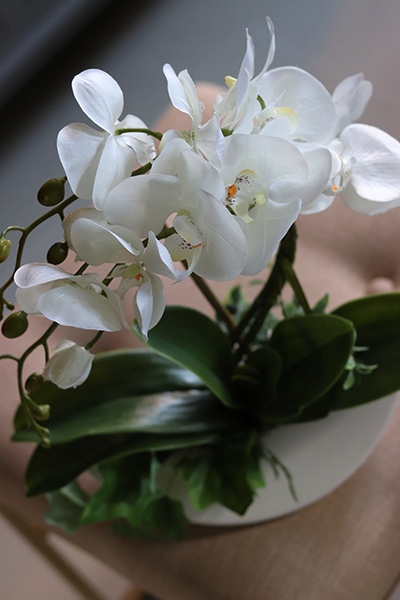 storczyk Calena Plus w donicy w kształcie księżyca, wys.40cm