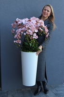 Mediolan Cappucino, sztuczny storczyk w wysokiej białej donicy, wys.115cm